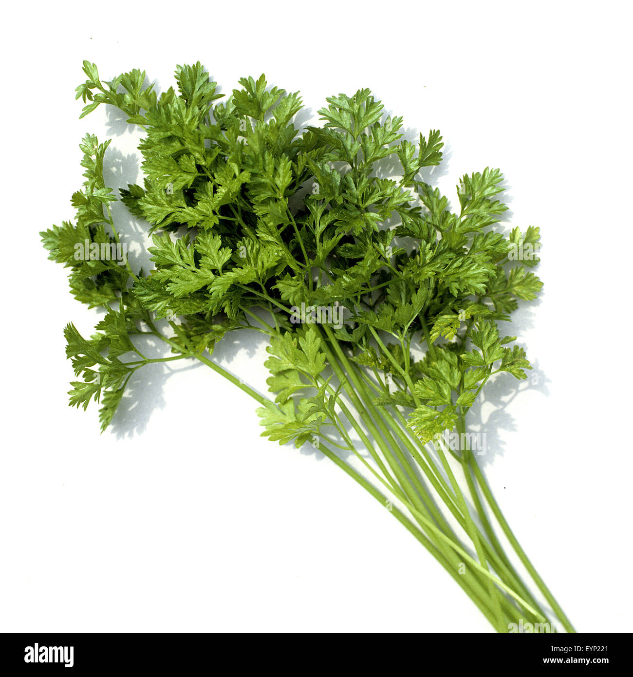 Kerbel, Anthriscus, Cerefolium, Garten-Kerbel, Heilpflanzen Stock Photo ...
