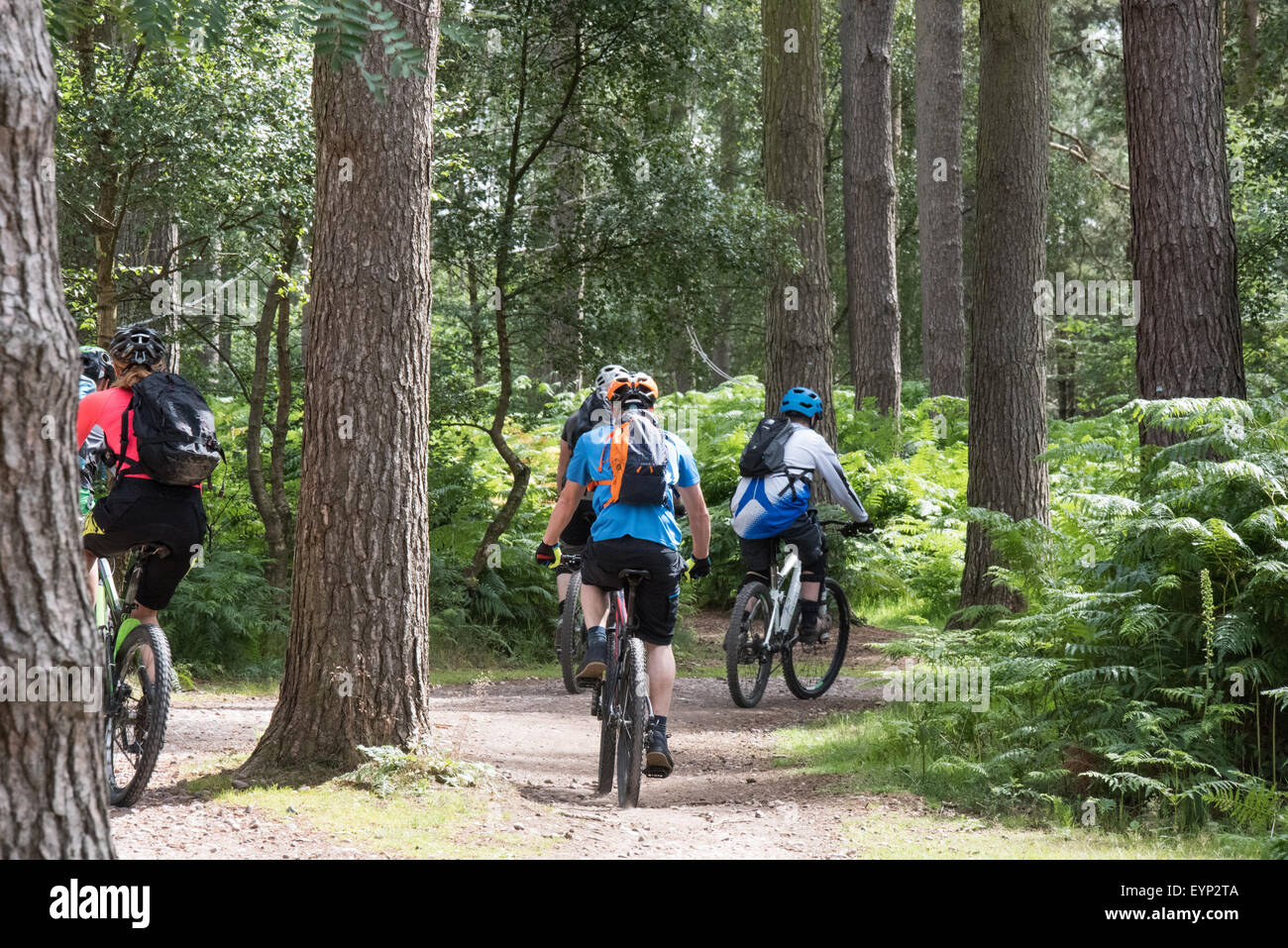 Cyclists on their mountain bikes on a trail at Go Ape activity centre cannock chase Staffordshire West Midlands uk Stock Photo