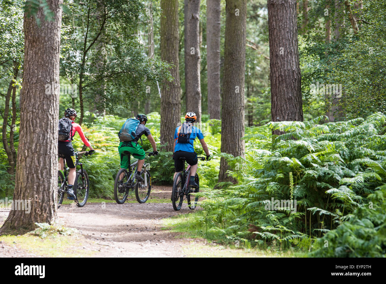 Cyclists on their mountain bikes on a trail at Go Ape activity centre cannock chase Staffordshire West Midlands uk Stock Photo