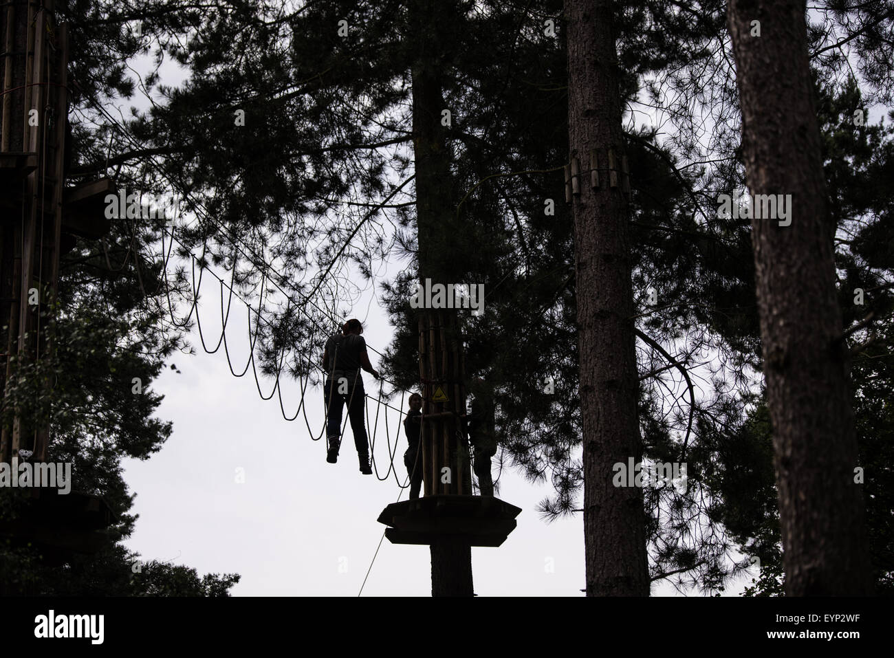 A man on a high rope  in the tree tops at Go Ape Activity Centre , Cannock Chase Staffordshire West Midlands UK Stock Photo