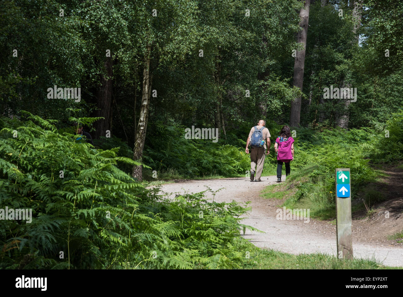 A couple walking along a trail path through forest at  Go Ape activity centre cannock chase Staffordshire West Stock Photo