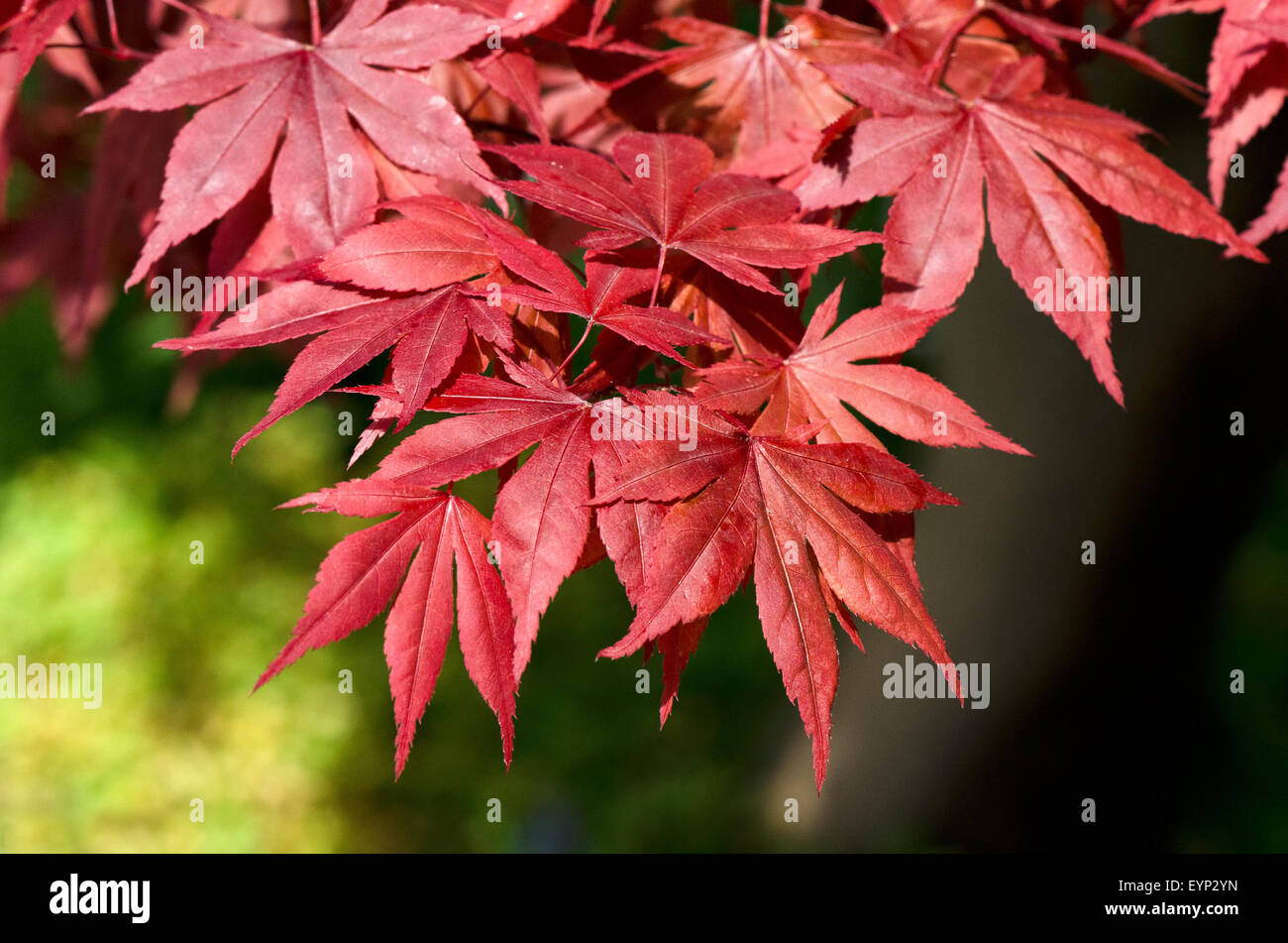 Leaves of Acer palmatum. Stock Photo
