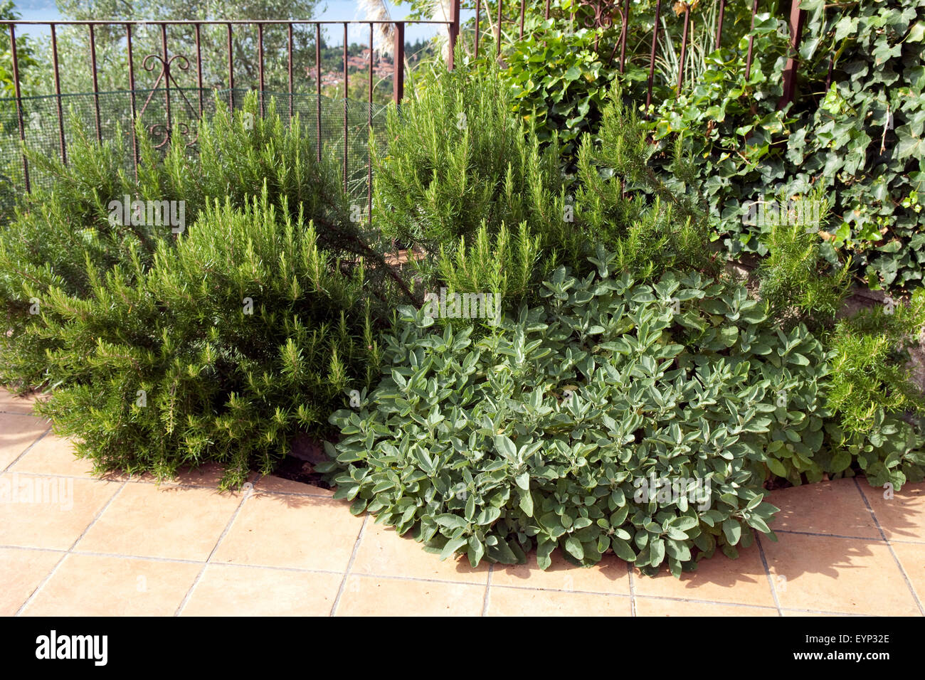 Rosmarin, Rosmarinus, Salbei, Salvia, officinalis, Stock Photo