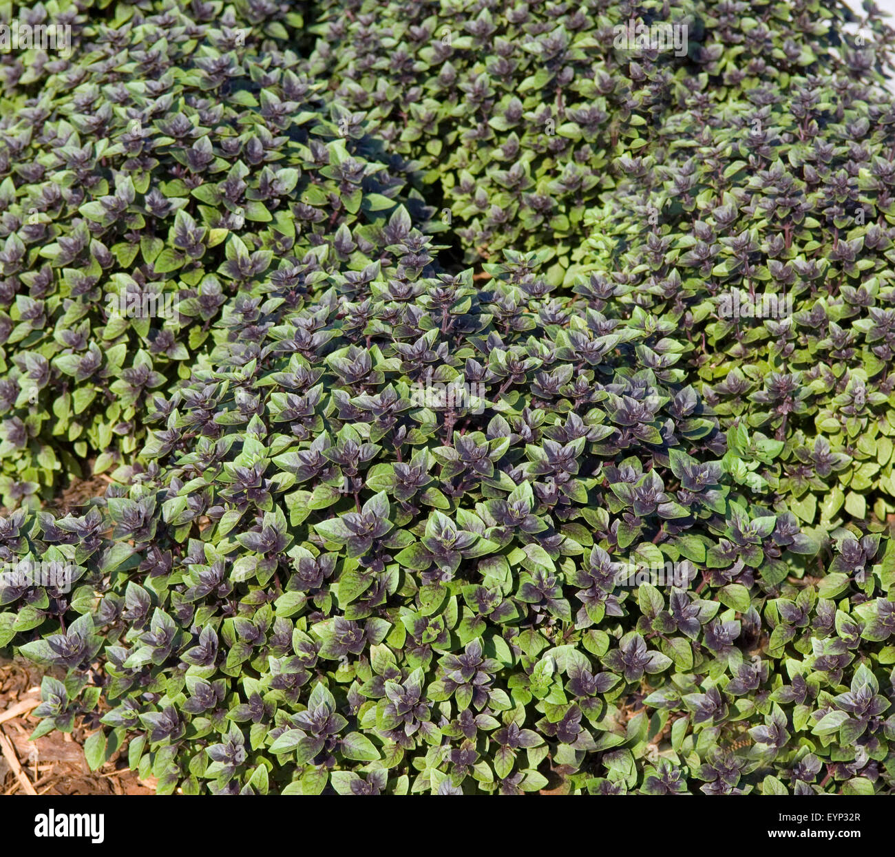 Kraeuterbeet, Basilikum, Ocimum, Heilpflanzen, Kraeuter, - Stock Photo