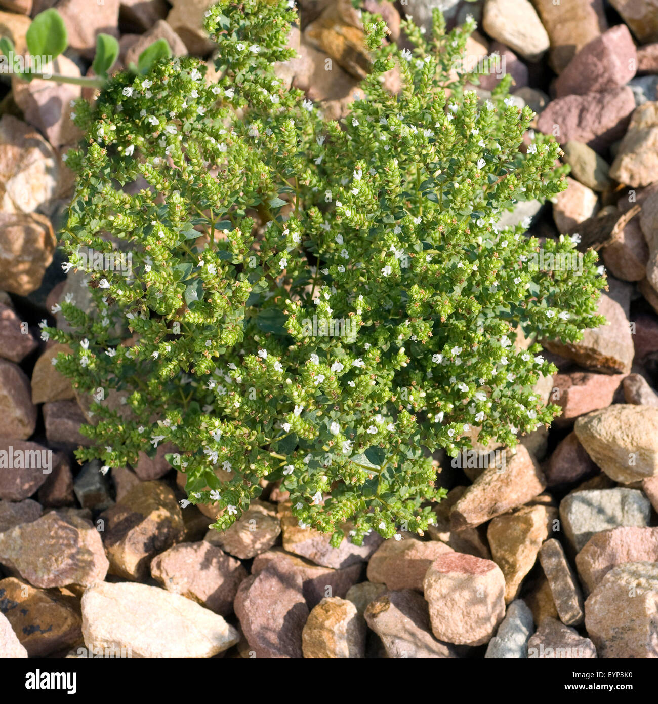 Kreta Oregano, Origanum dictamnus, Heilpflanzen, Stock Photo