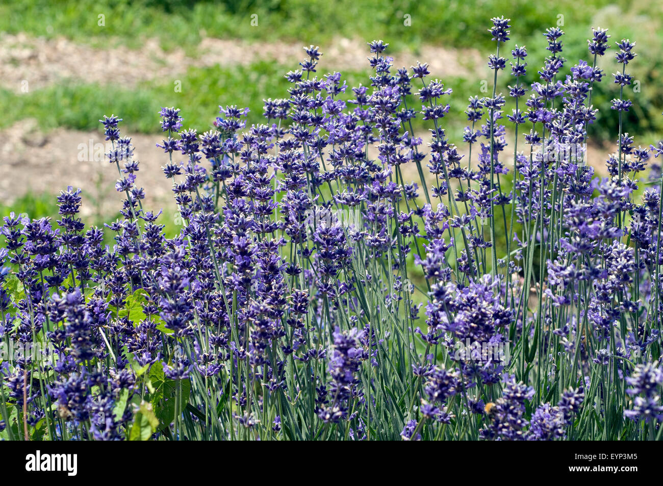 Lavendel; Lavendula; angustifolia; Stock Photo
