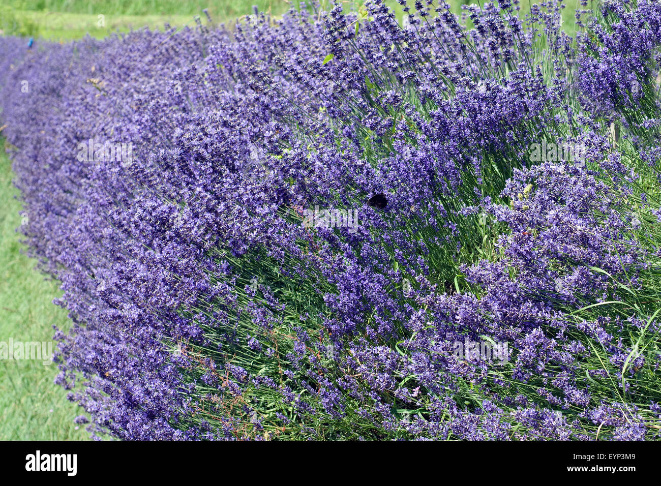 Lavendel; Lavendula; angustifolia; Stock Photo