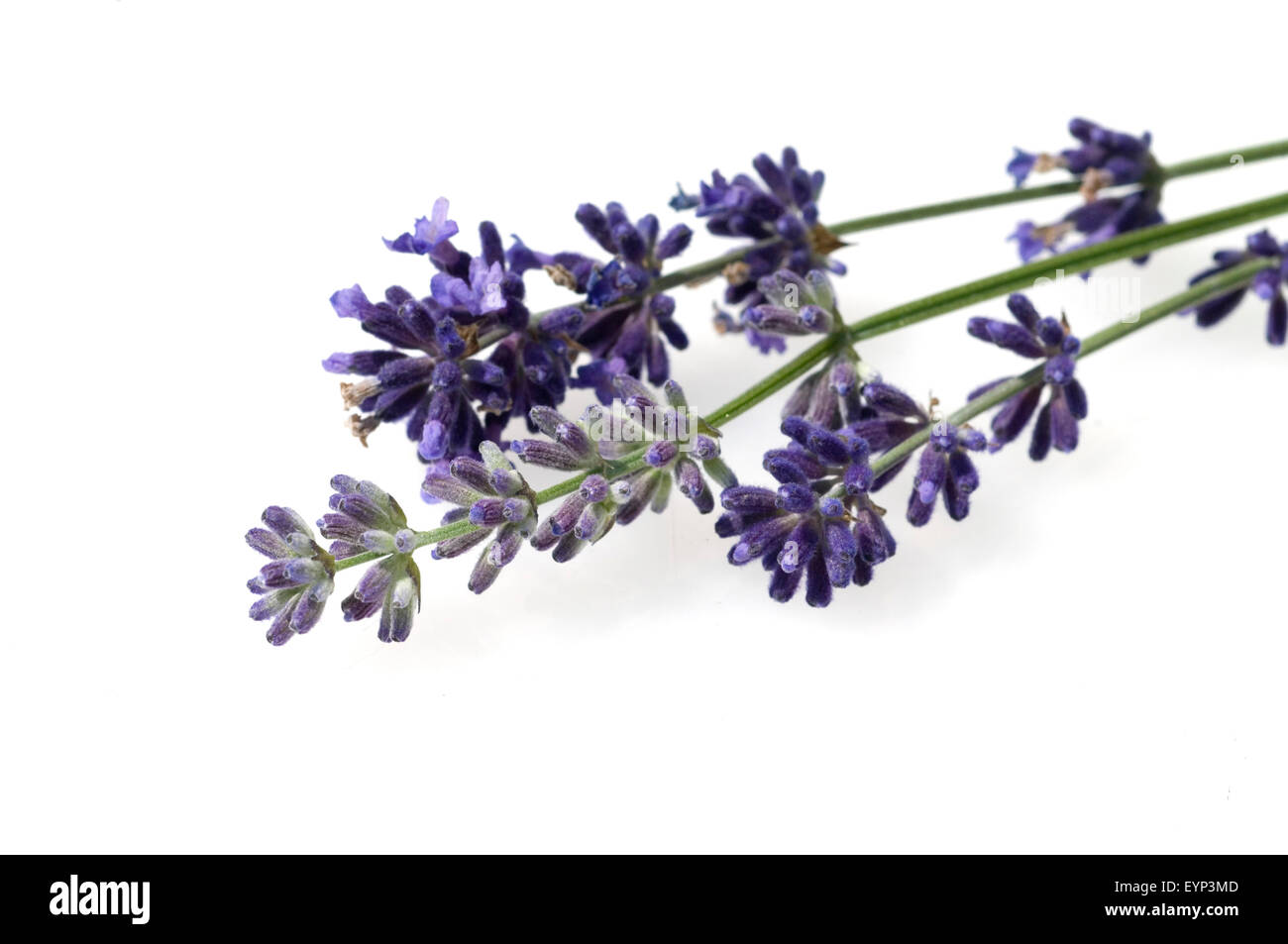 Lavendel, Lavendula, angustifolia, Heilpflanzen, Stock Photo