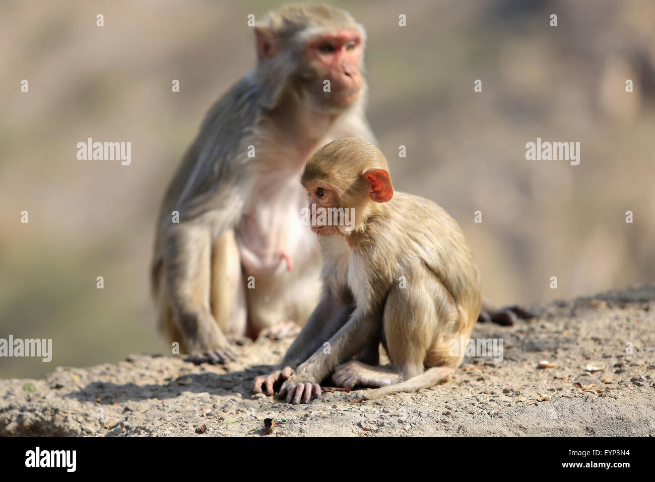 India, Rajasthan, Jaipur, indian Macaque monkeys with baby taken in Galata Stock Photo
