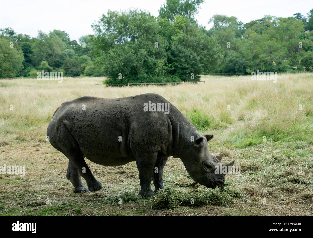 Black African Rhinoceros at Groombridge Place, Kent -1 Stock Photo