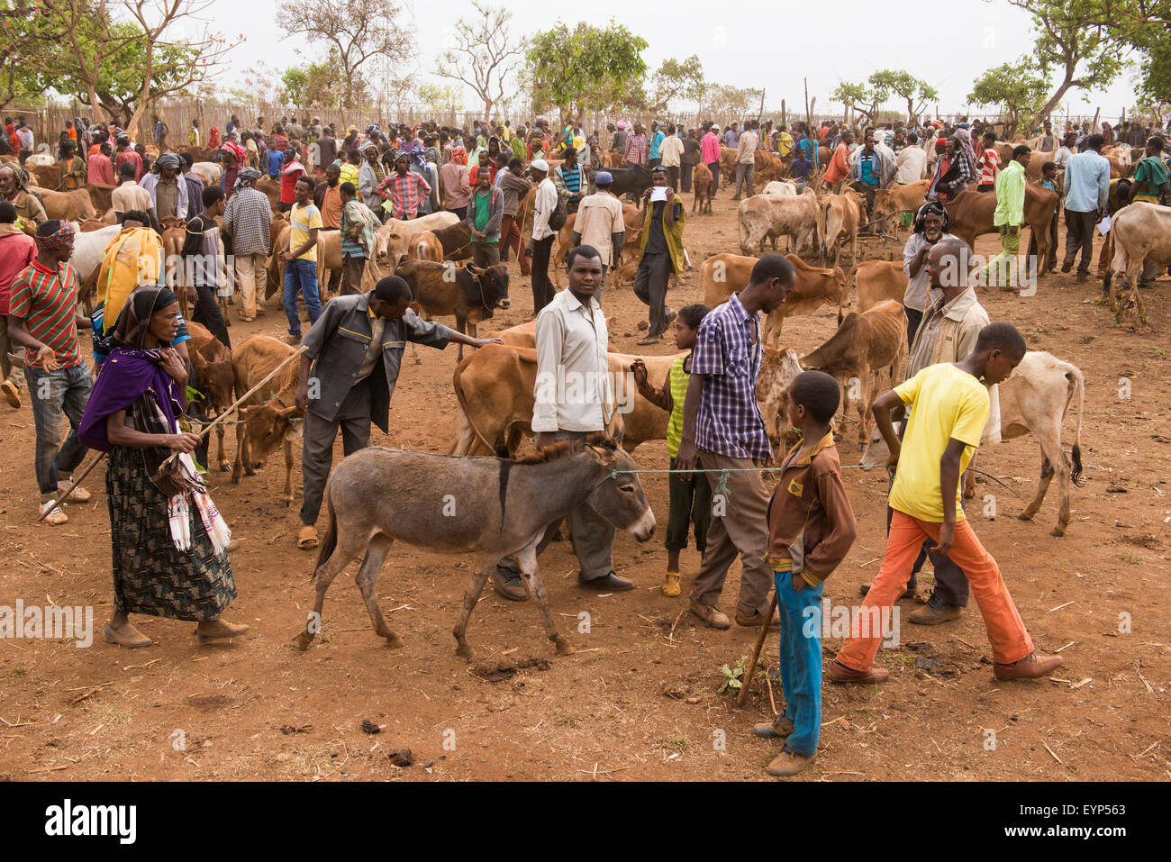 Livestock for sale in the market in Goshmandu village, Ethiopia Stock Photo