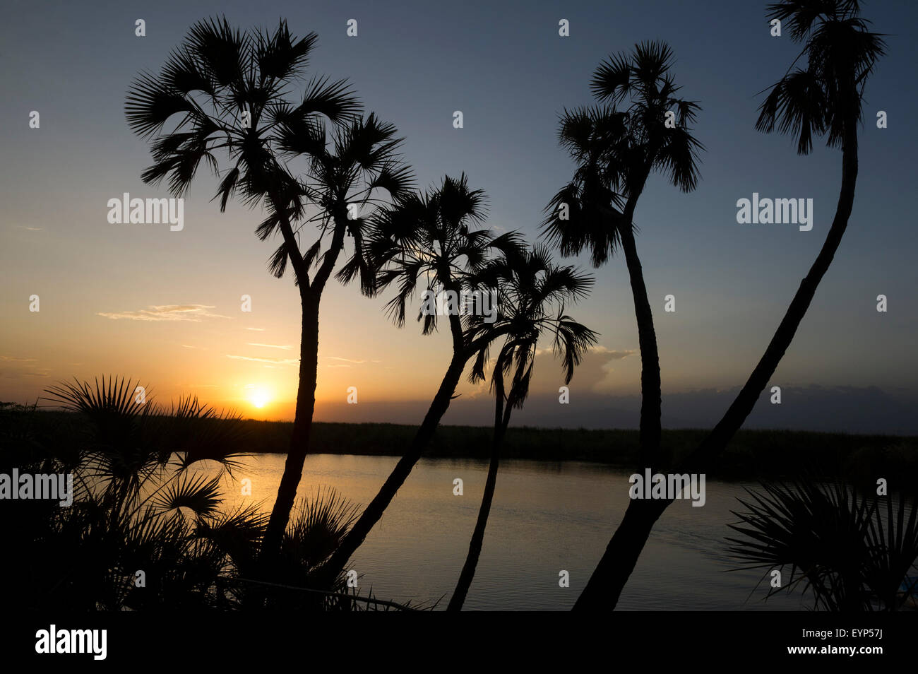 East african doum palm tree hi-res stock photography and images - Alamy