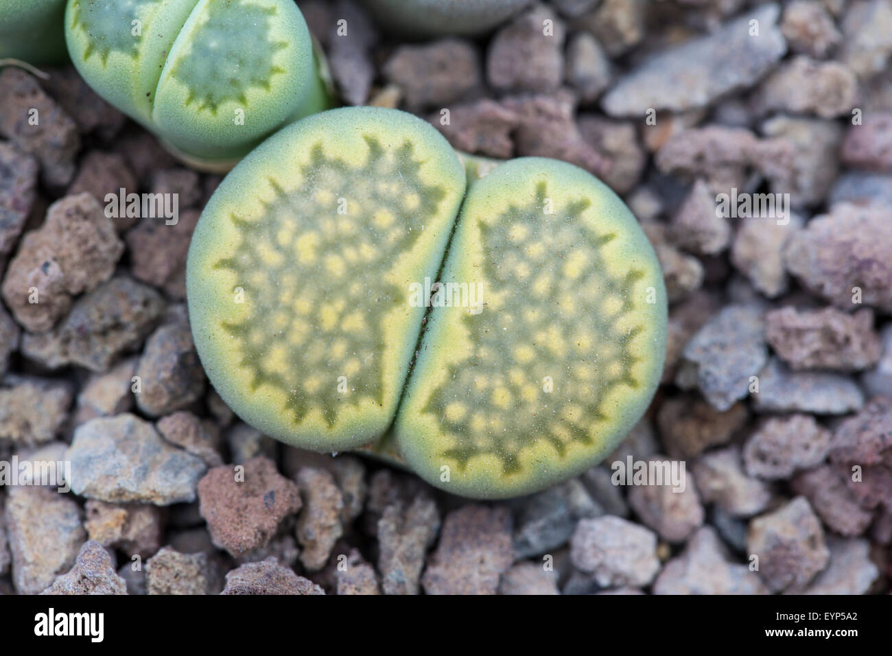 Living stone plant, Lithops julii, ssp fulleri Stock Photo