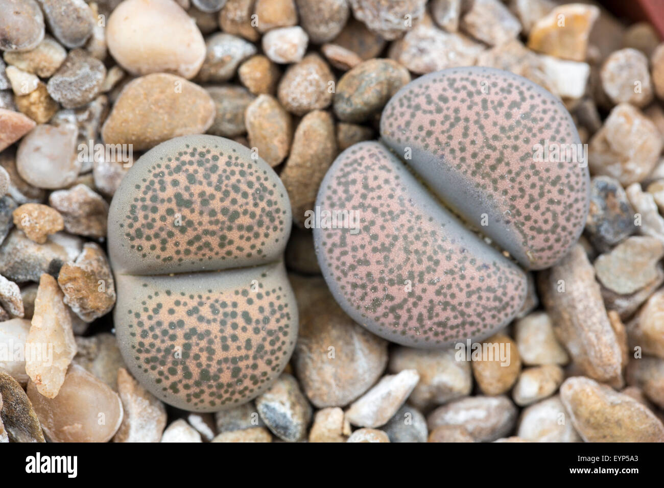 Stone plant, Lithops terricolor (also known as Lithops localis Stock
