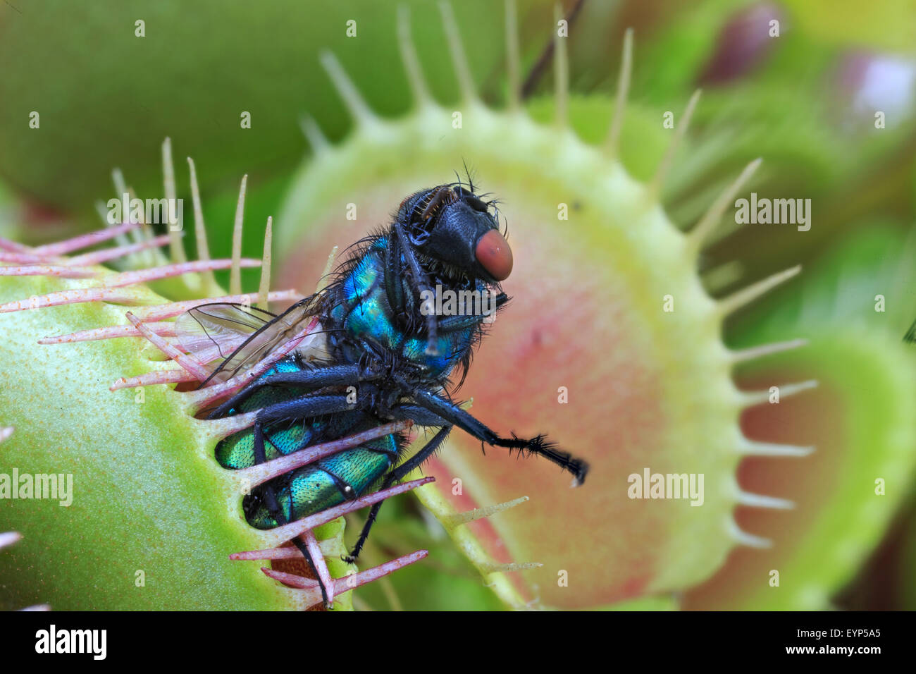 Greenbottle fly caught in a Venus flytrap Stock Photo