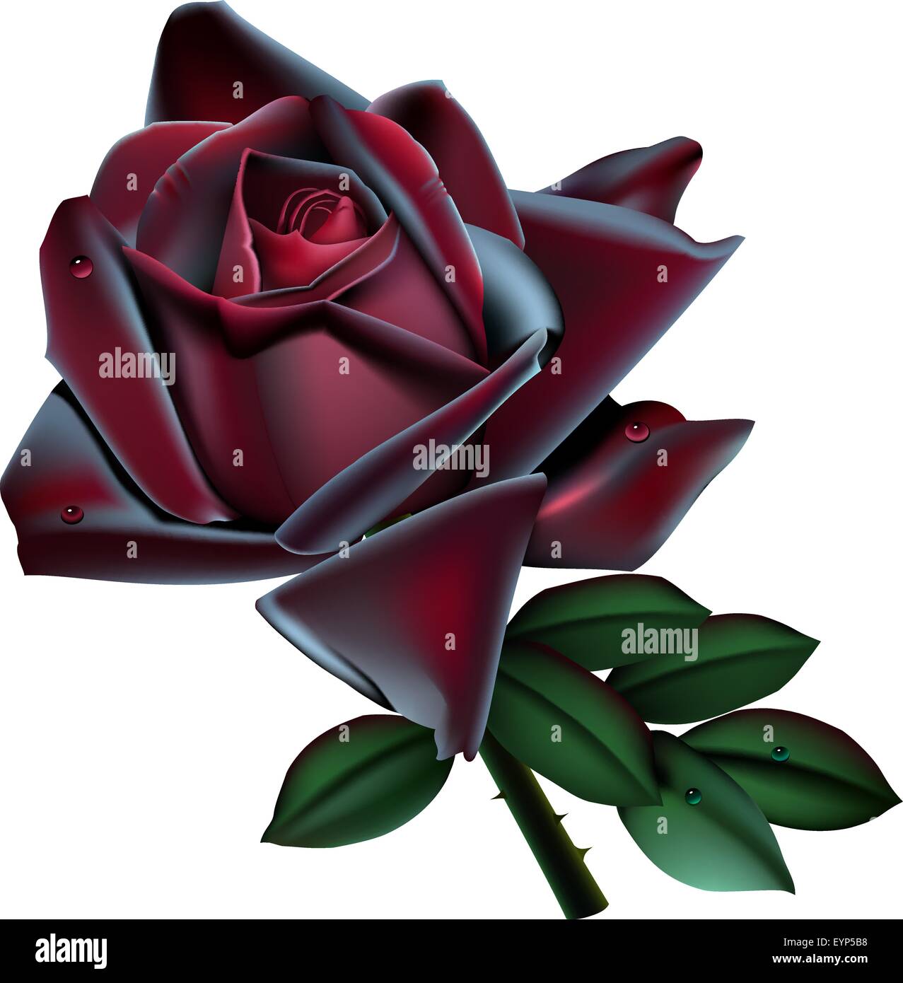 Black velvet rose vector illustration isolated on white background Stock Vector