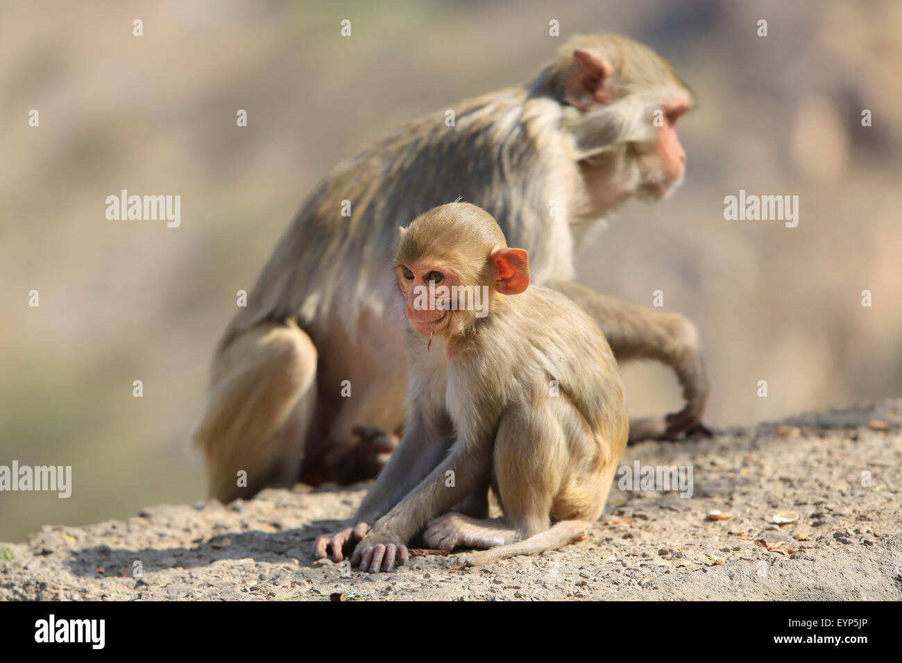 India, Rajasthan, Jaipur, indian Macaque monkeys with baby taken in Galata Stock Photo