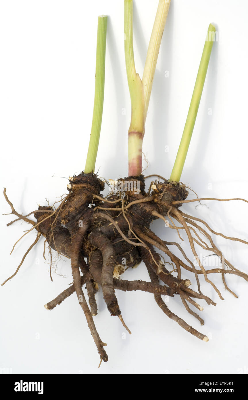 Liebstoeckel, Wurzel, Stock Photo