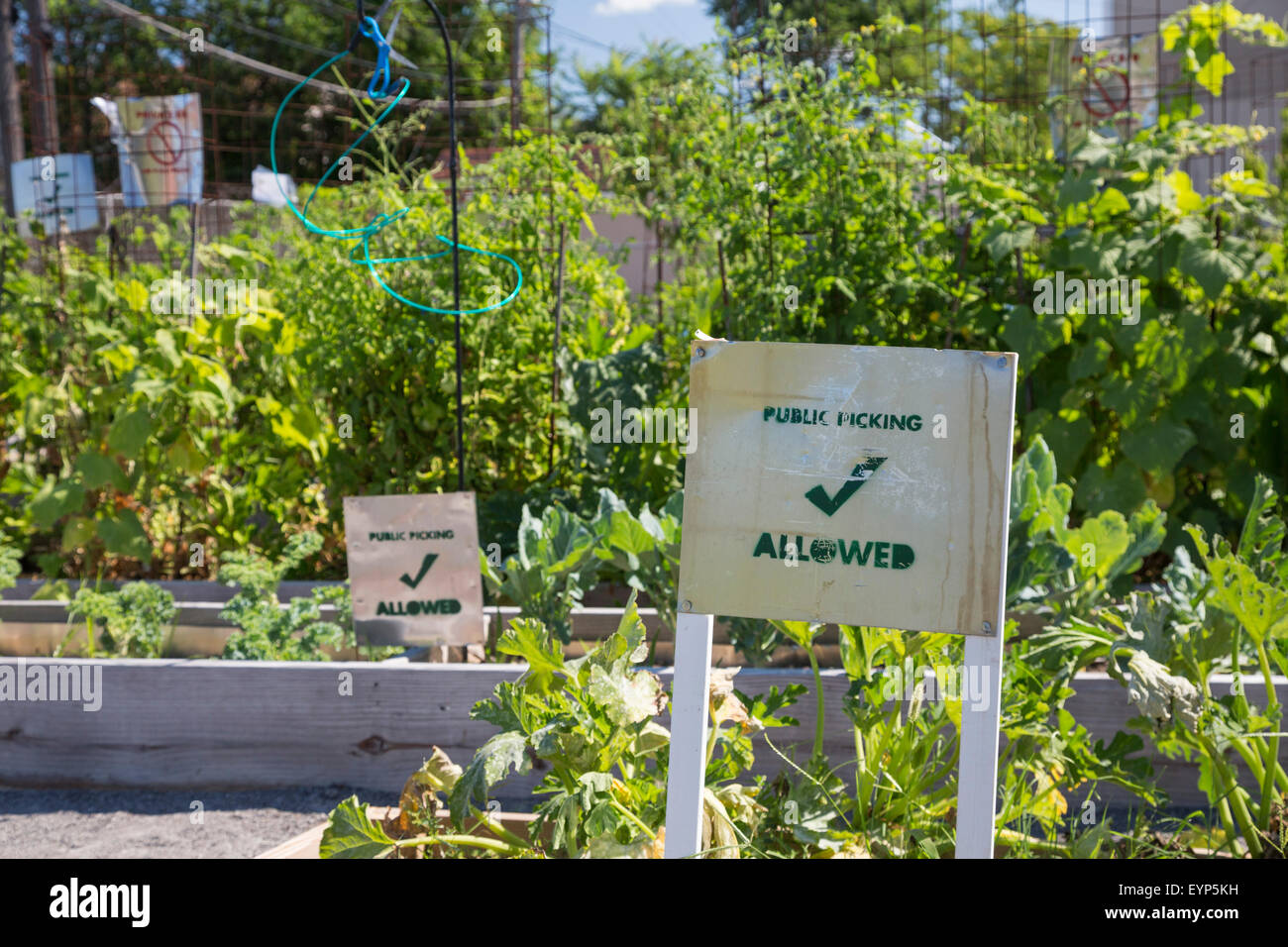 Hamtramck, Michigan Hamtown Farms, a community garden, allows anyone to pick produce in marked