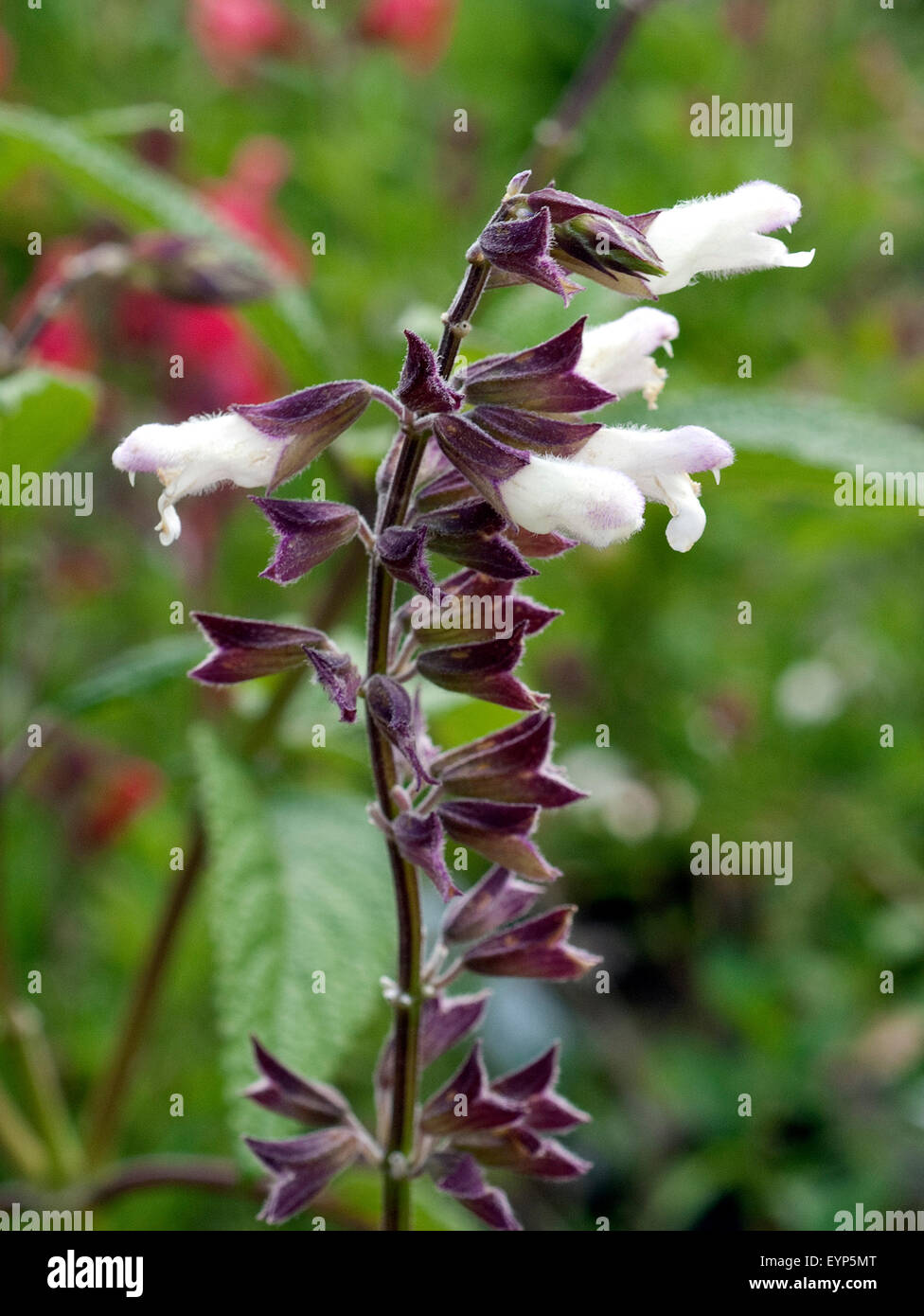 Mexikanischer Buschsalbei, Salvia leucantha x corrugata, Salbei; S Stock Photo
