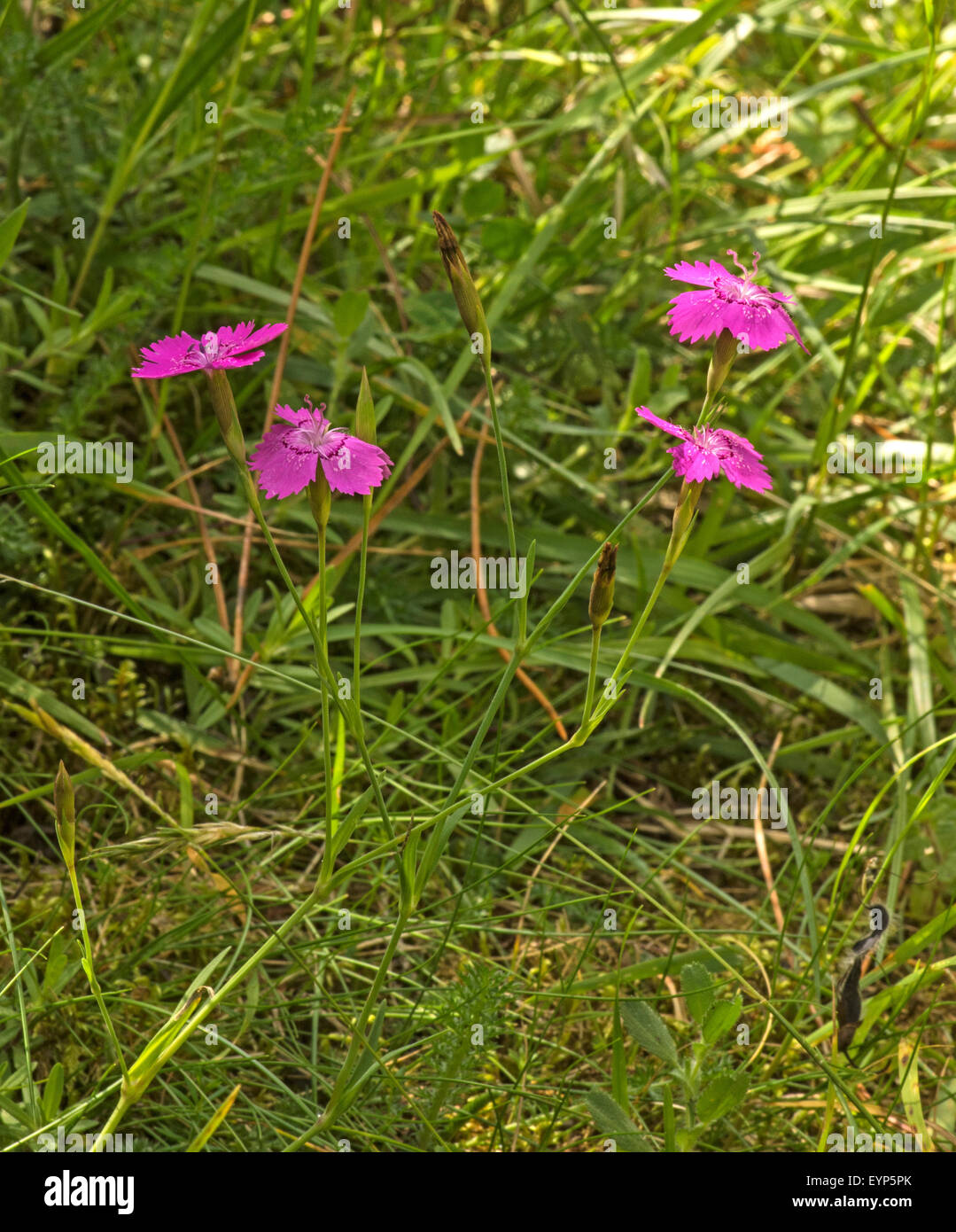 Maiden Pink, A plant of dry sandy soils, becoming scarce. Stock Photo