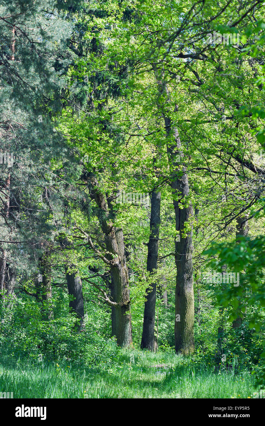 Stand of oak trees hires stock photography and images Alamy