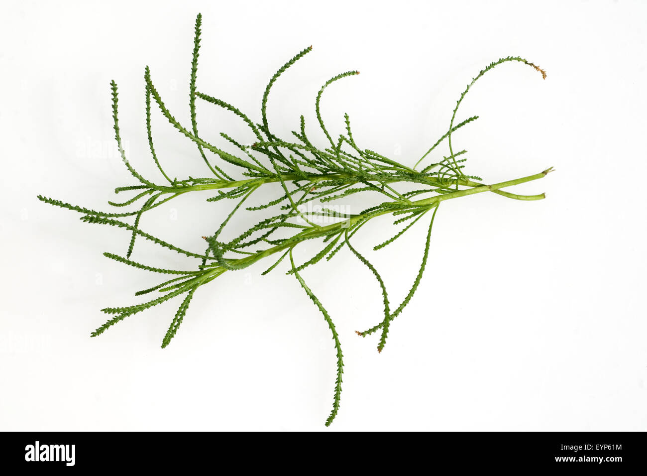 Olivenkraut, Santolina viridis, Heilpflanzen, - Stock Photo