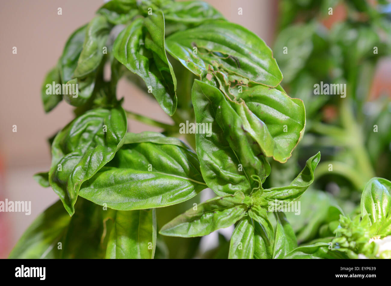 An indoor basil plant Stock Photo Alamy