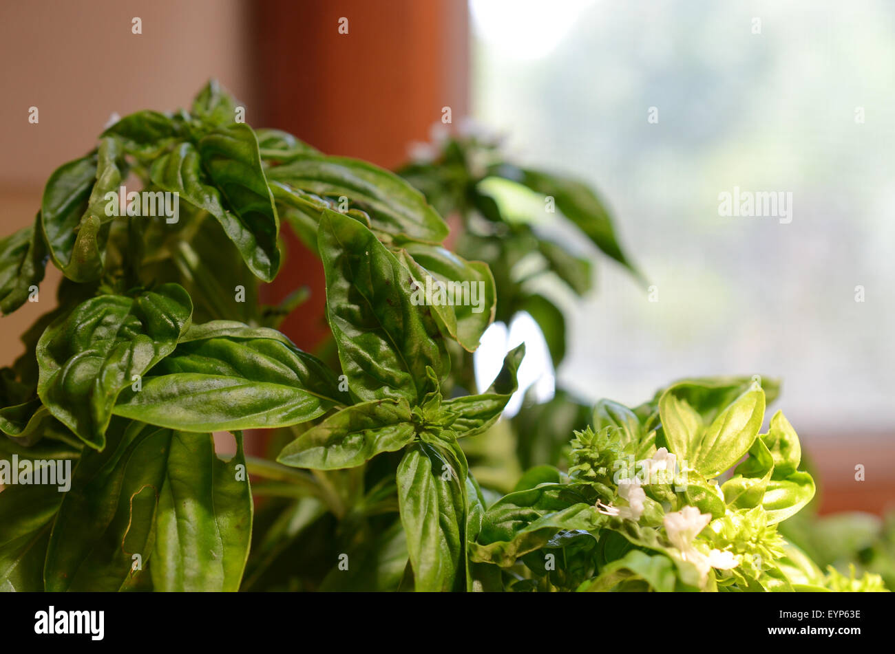 An indoor basil plant Stock Photo - Alamy