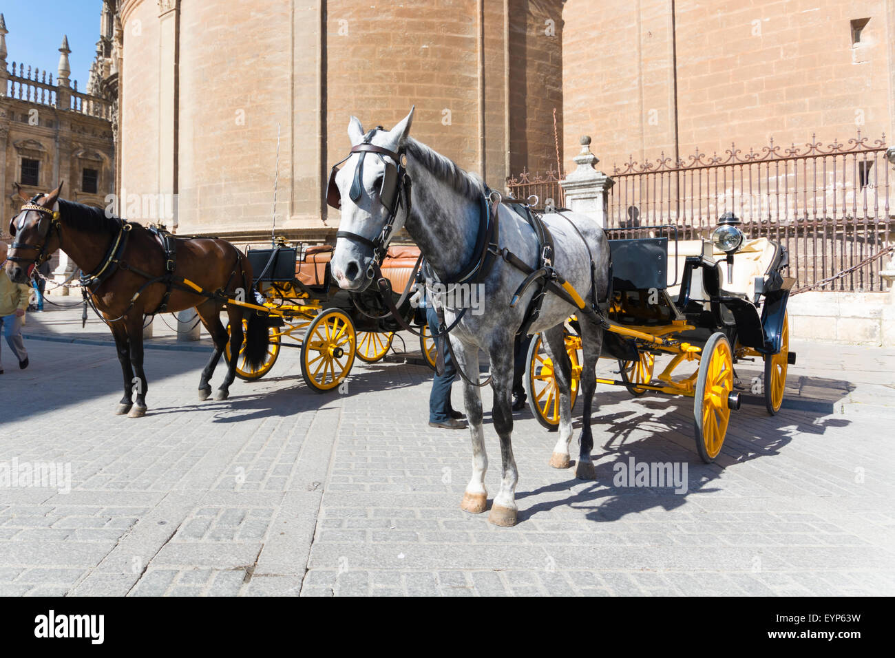 horse and carriage tours