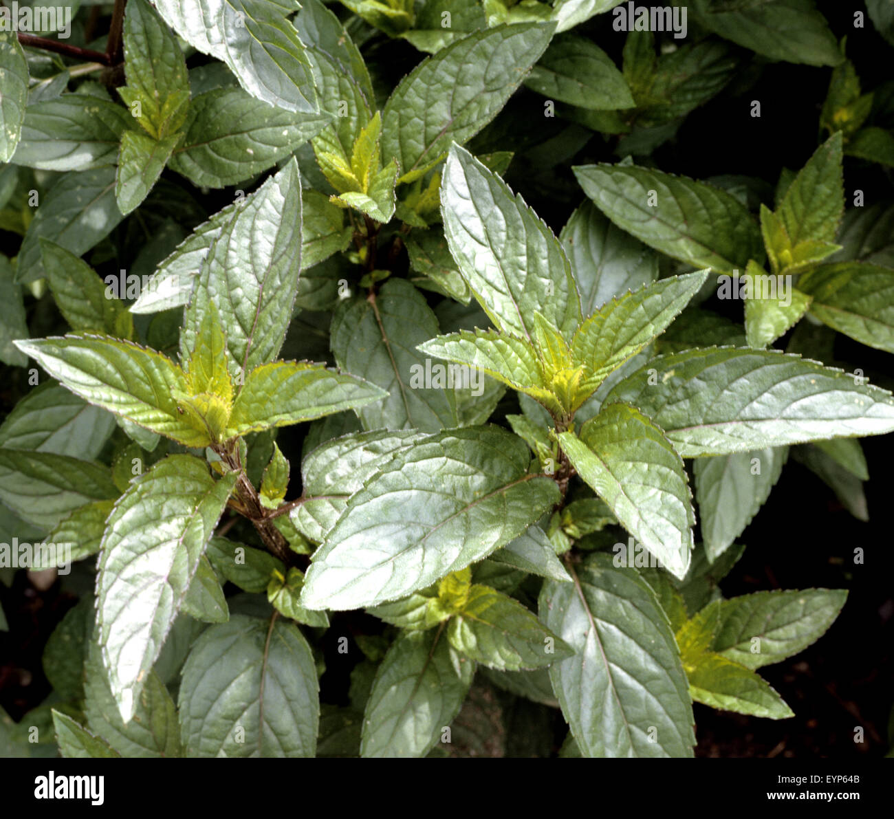Pfefferminze, Mentha x piperita, Echte Pfefferminze, Echte Minze