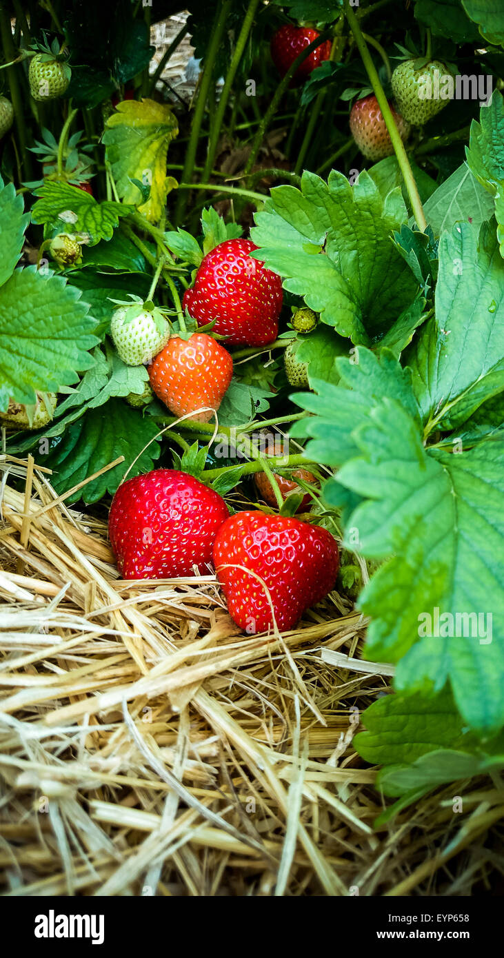 Garden strawberries hi-res stock photography and images - Alamy