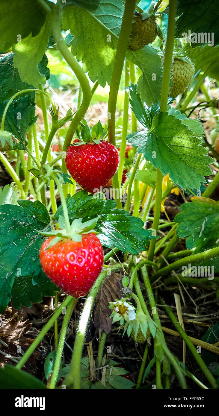 Strawberries small garden hi-res stock photography and images - Alamy