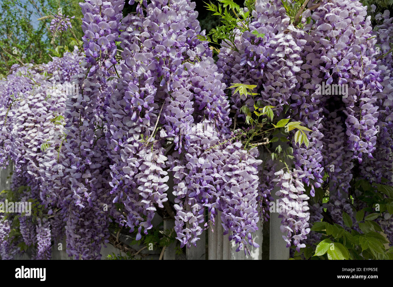 Flowers of Wisteria sinensis. Stock Photo