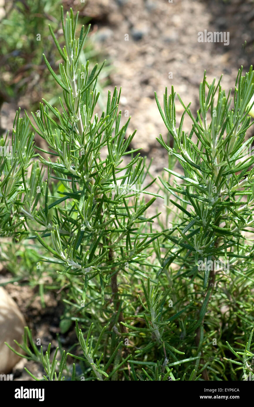 PinienRosmarin, Rosmarin; Rosmarinus Stock Photo Alamy