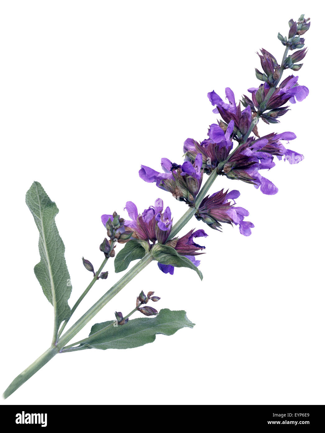 Salbei; Salvia, officinalis; Stock Photo