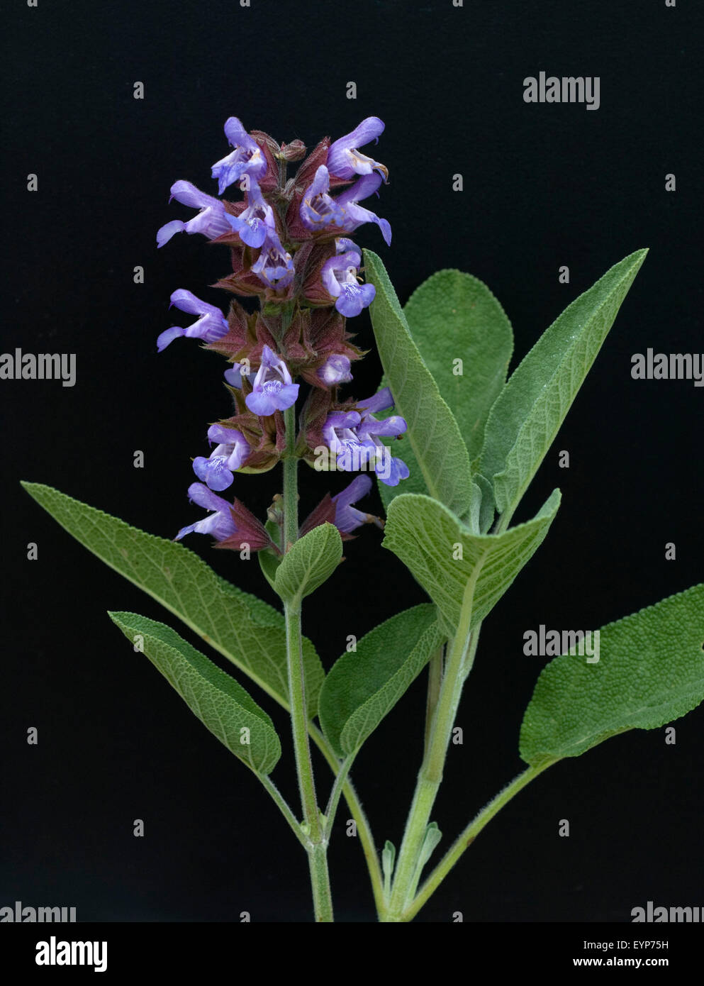 Salbei, Salvia officinalis, Kraeuterpflanze, Heilpflanzen, Stock Photo