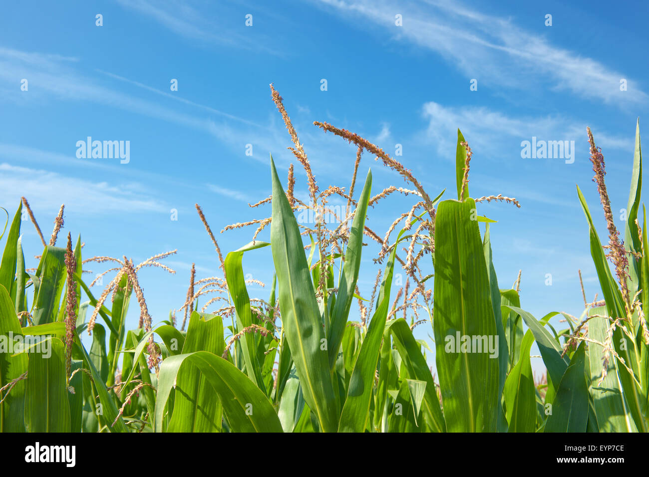 ripened corn plants in a Dutch field is ready to be harvested in summer ...