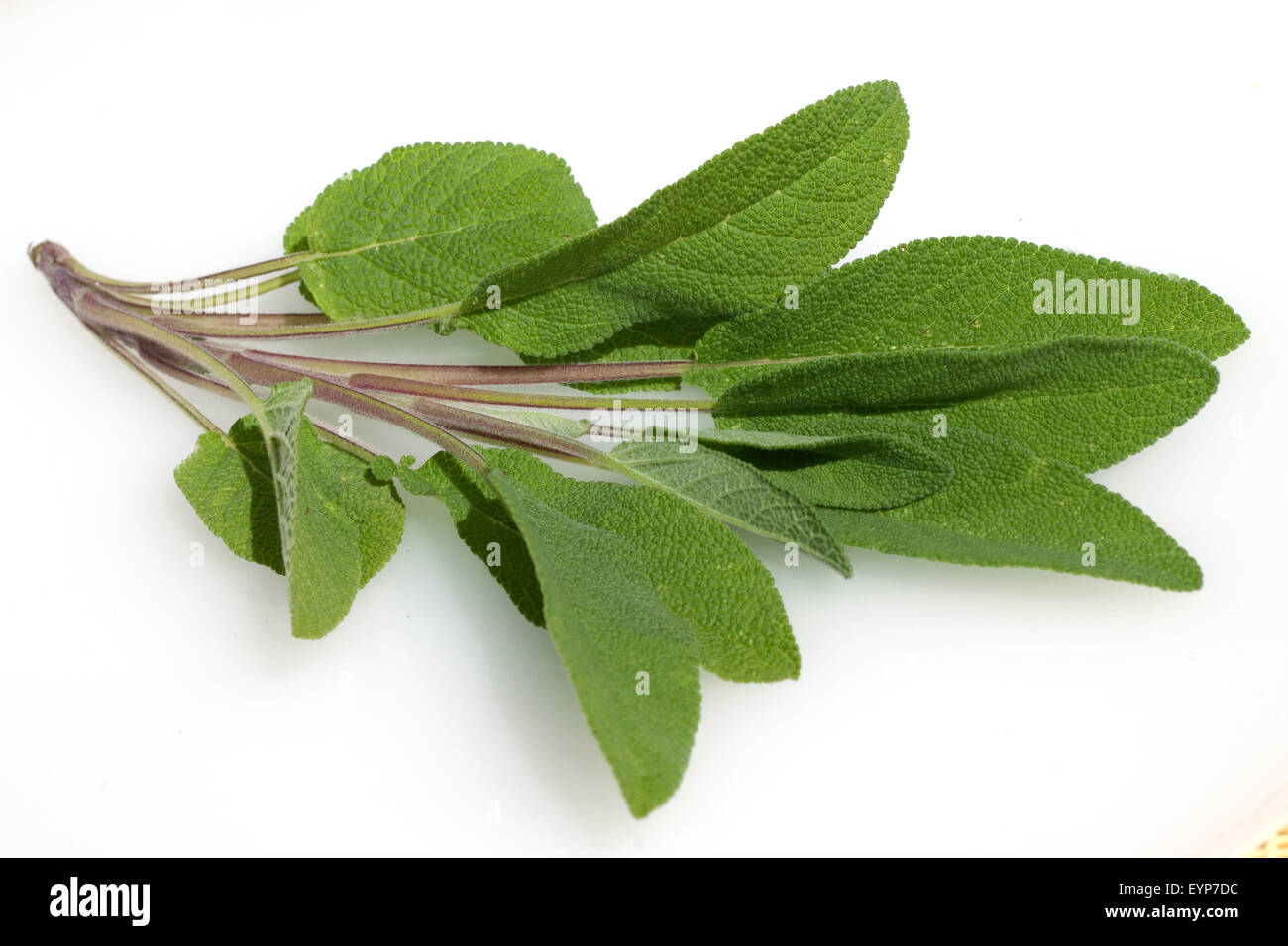 Salbei; Salvia officinalis; Stock Photo