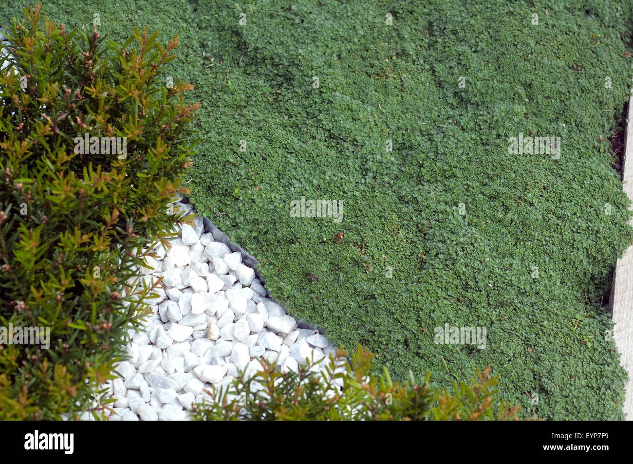 Grabbepflanzung, Sand-Thymian, Thymus serpyllum, Stock Photo