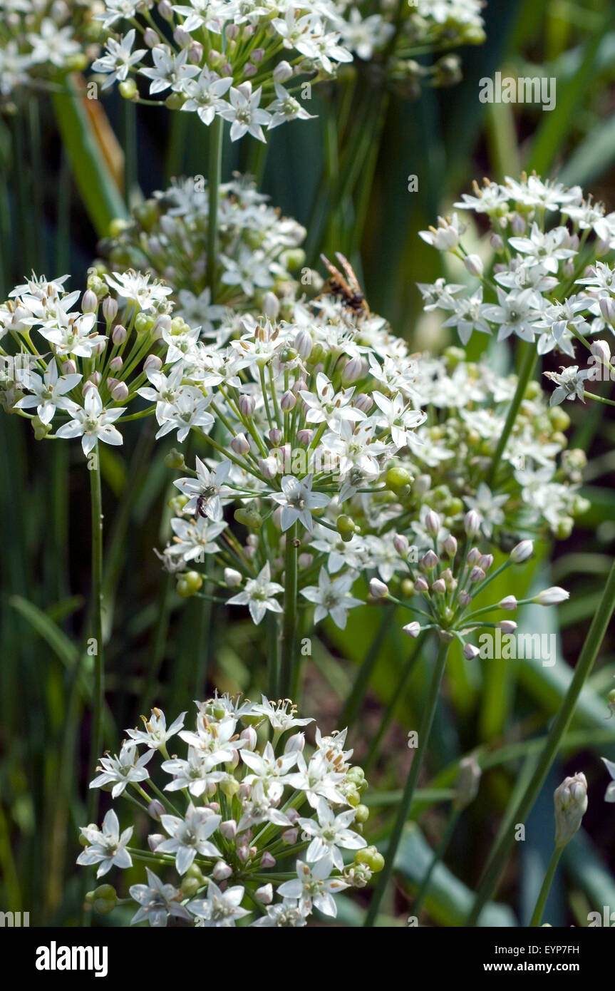 Schnittknoblauch; Allium tuberosum, Heilpflanzen, Stock Photo