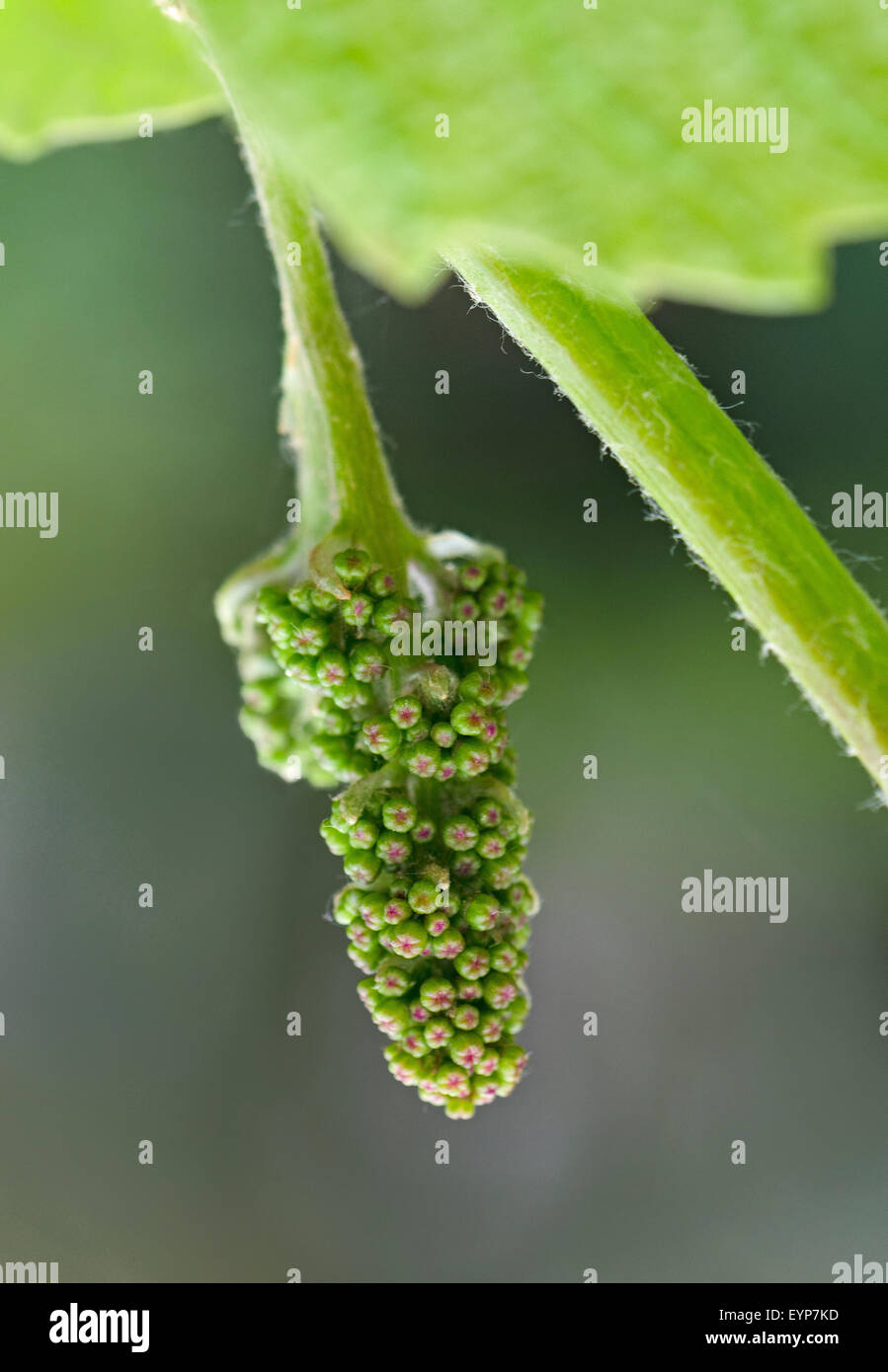 Monferrato, Piemonte, Italy: bud of grape. Stock Photo