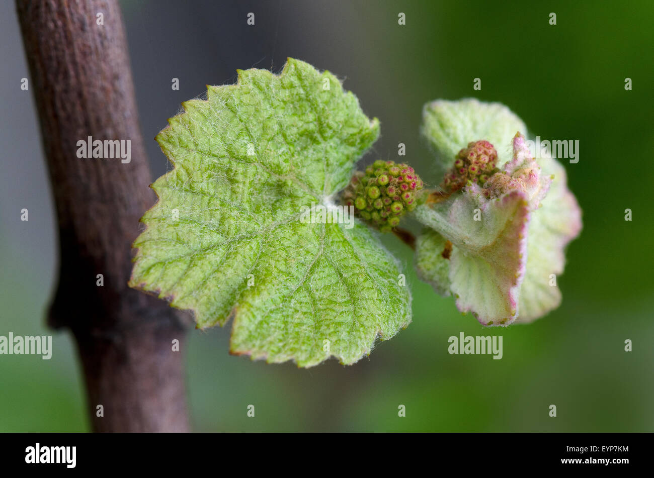 Monferrato, Piemonte, Italy: bud and leaves of grape. Stock Photo