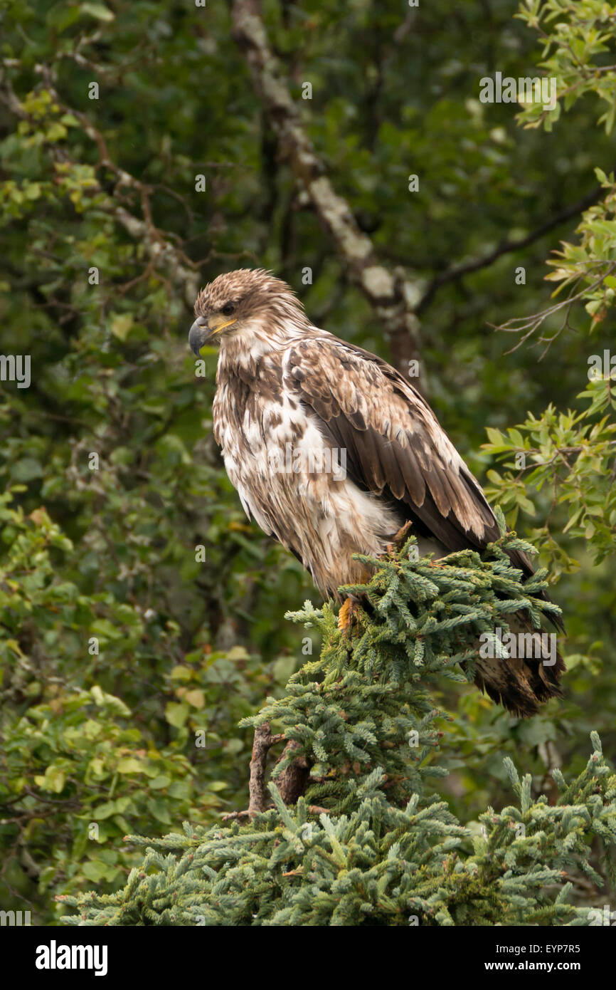 Juvenile bald eagle perched in pine tree Stock Photo