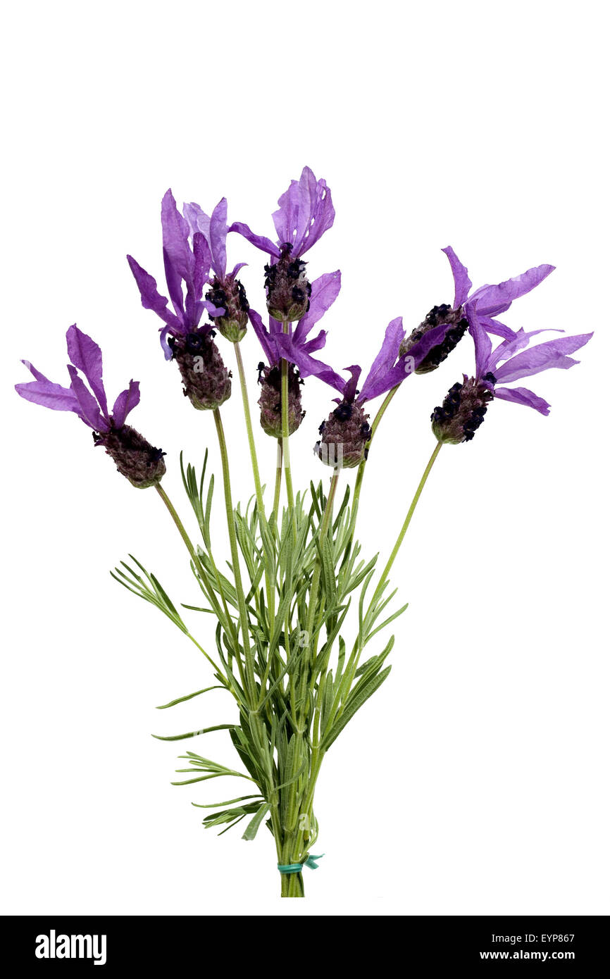 Schopflavendel; Lavandula stoechas Stock Photo