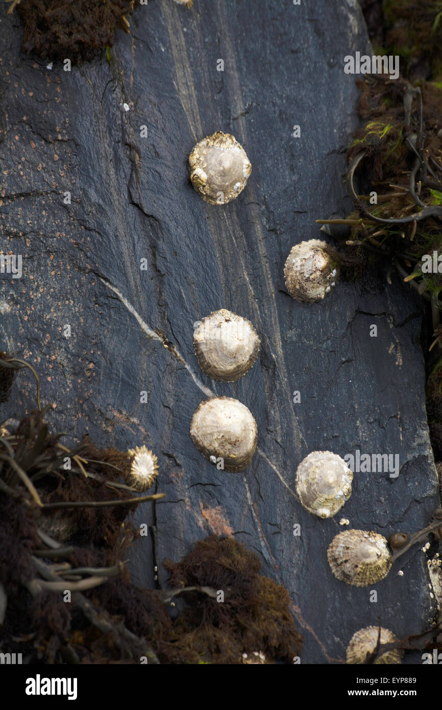 Common Limpets on a small slipway Loch Broom near Ullapool Wester Ross Scotland Stock Photo