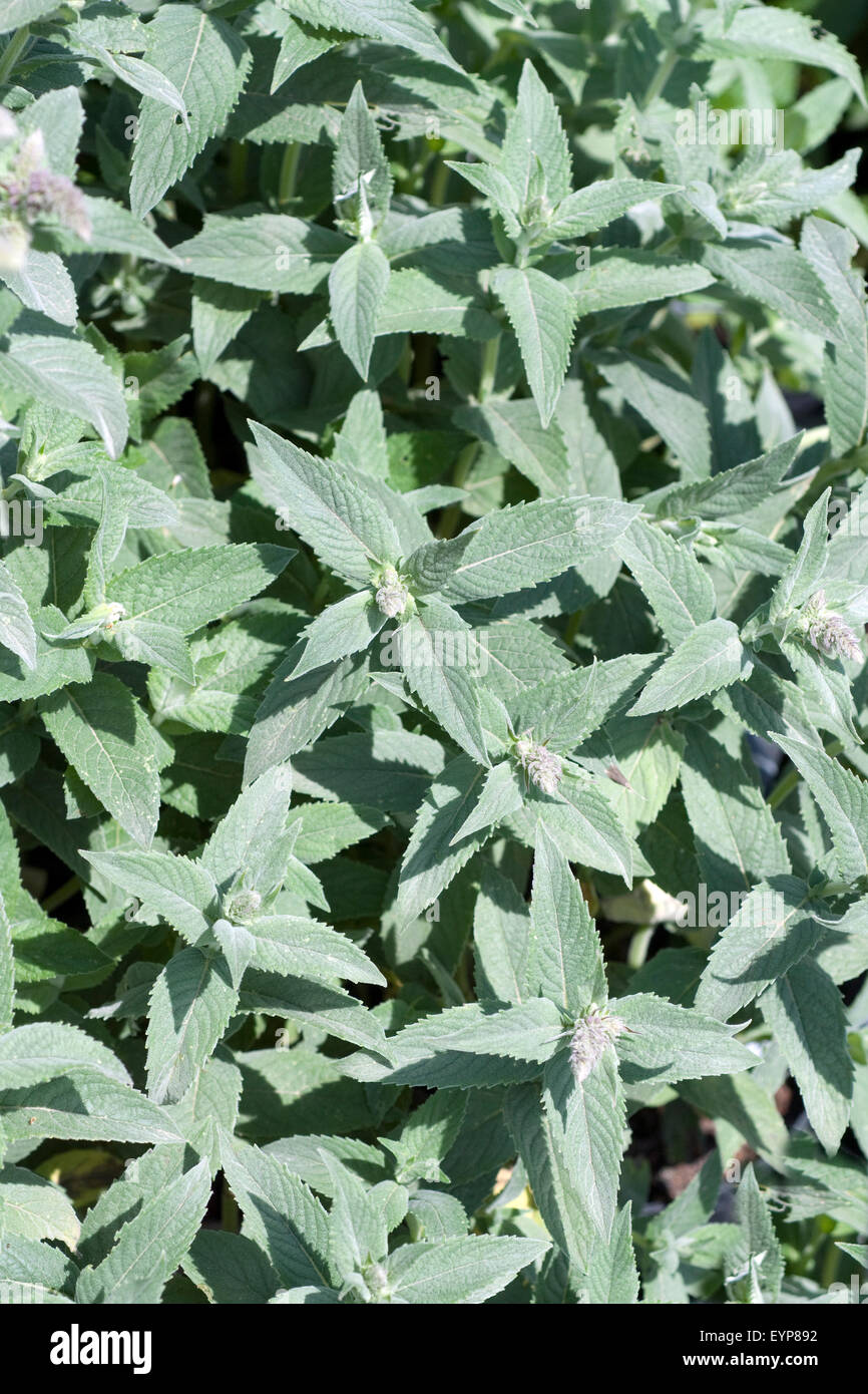 Silberminze, Mentha, longifolia, Buddleia, Pfefferminze; Stock Photo