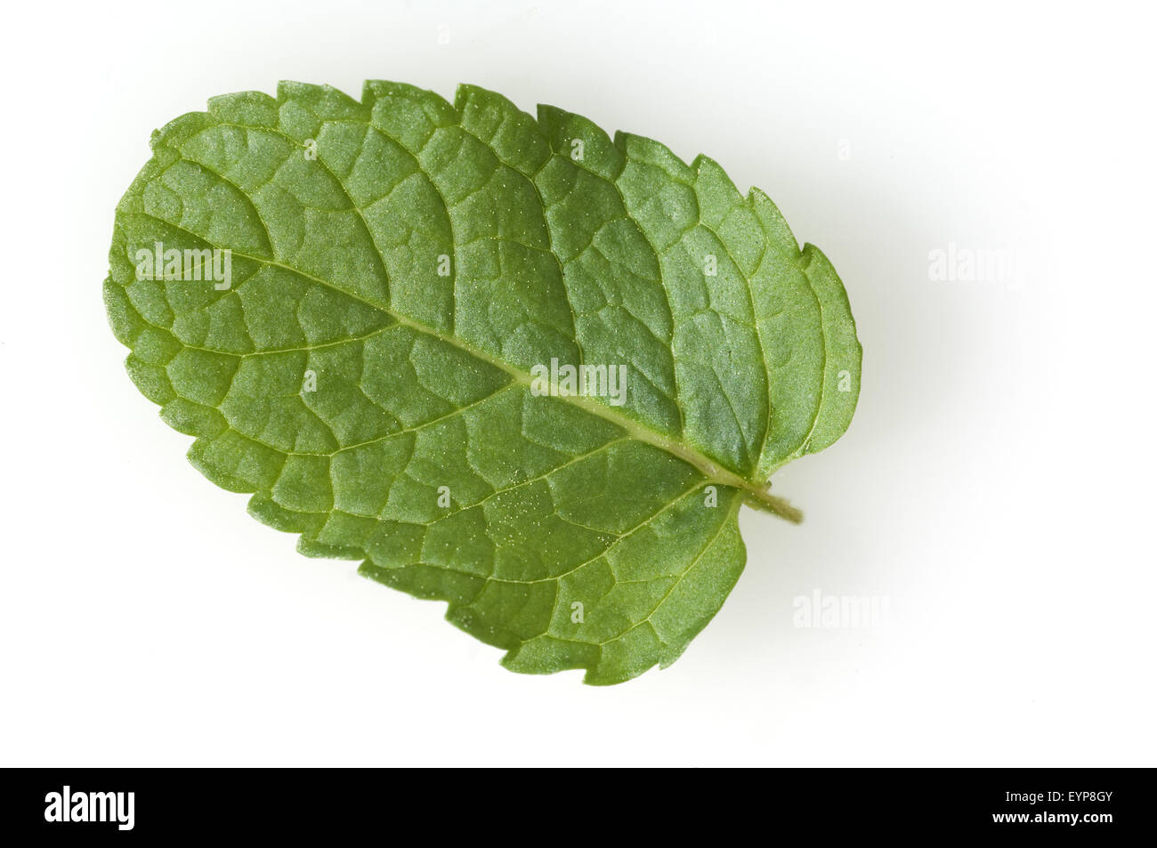 Spanische Minze, Spanish, aromatische Minze, Mentha spicata