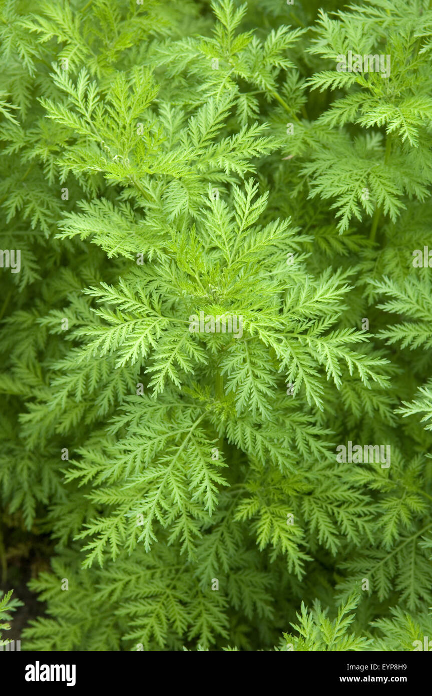 Suesser Beifuss Beifuss Kuechengewuerz Artemisia Annua Heilpflanzen Stock Photo Alamy