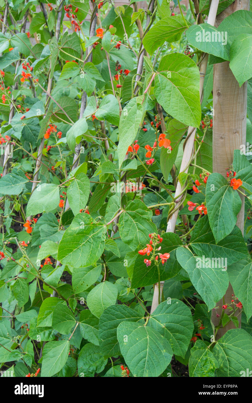 Runner bean, 'Scarlet Emperor' with flowers growing up cane support. Stock Photo